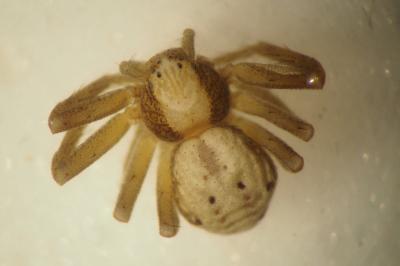 Pulchellodromus pulchellus