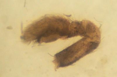 Pulchellodromus pulchellus