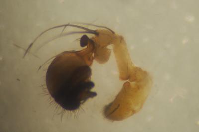 Araniella cucurbitina