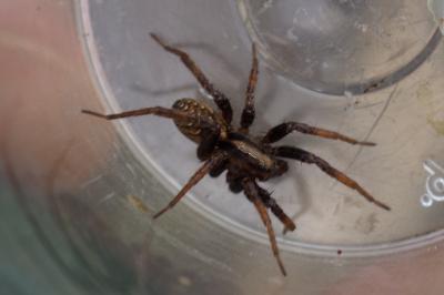 Hygrolycosa rubrofasciata