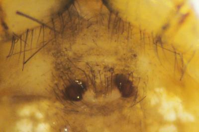 Metellina segmentata