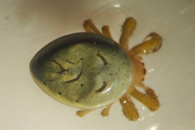 Araniella cucurbitina