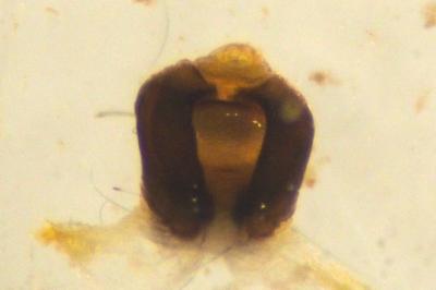 Araniella cucurbitina