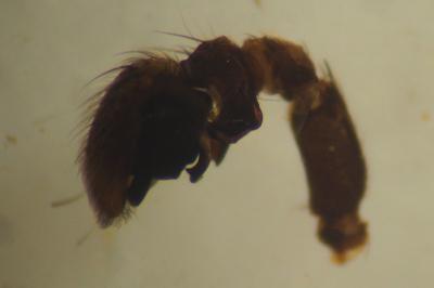 Xysticus cristatus