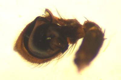 Xysticus cristatus