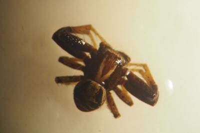 Xysticus cristatus
