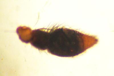 Pardosa pullata