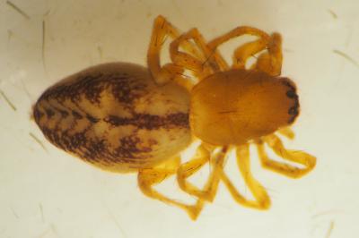 Clubiona comta
