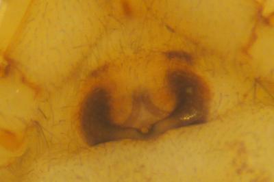 Clubiona comta