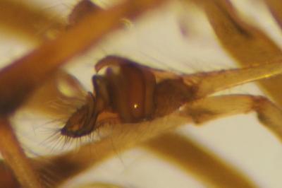 Tetragnatha extensa