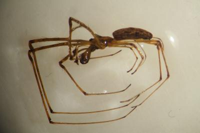 Tetragnatha extensa