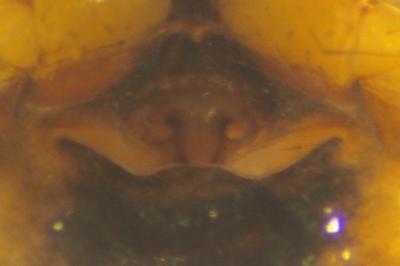 Hypsosinga pygmaea
