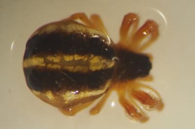 Hypsosinga pygmaea