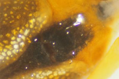 Tetragnatha extensa
