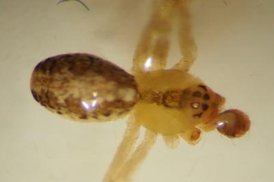 Theridion varians