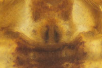 Pulchellodromus pulchellus
