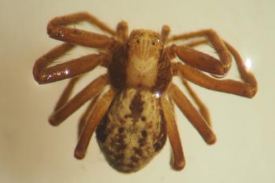 Pulchellodromus pulchellus