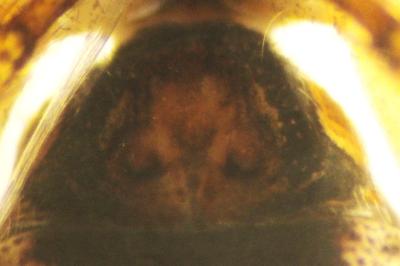 Tmarus piger
