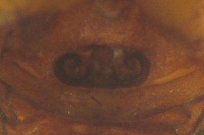 Hypsosinga sanguinea