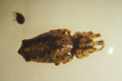 Cyclosa oculata
