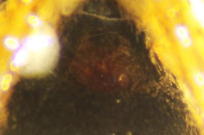 Heliophanus flavipes