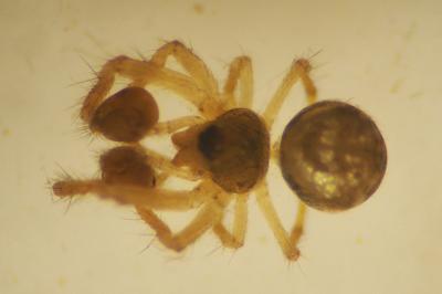 Theridiosoma gemmosum