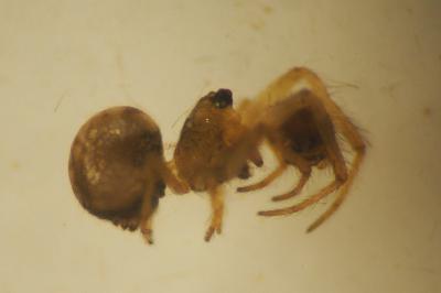 Theridiosoma gemmosum