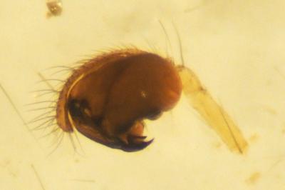 Theridiosoma gemmosum