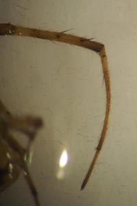 Metellina segmentata