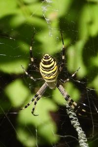 Argiope bruennichi