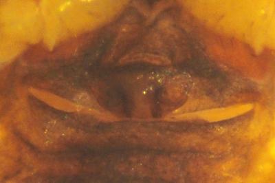 Hypsosinga pygmaea