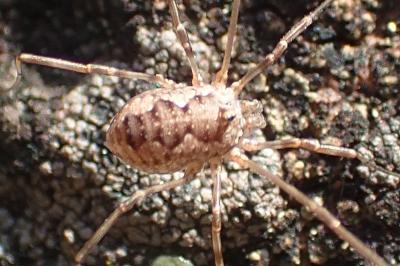 Phalangium opilio