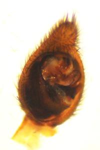 Trochosa terricola