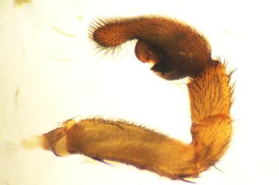Trochosa terricola