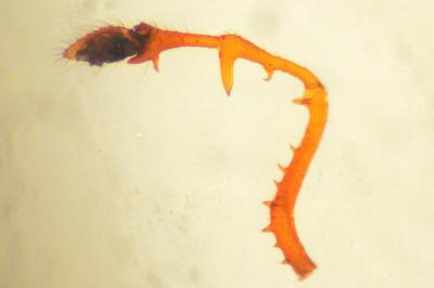 Erigone dentosa