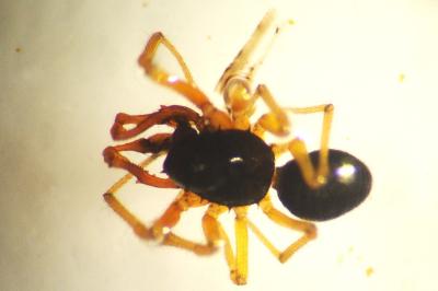 Erigone dentosa