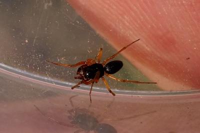 Erigone dentosa