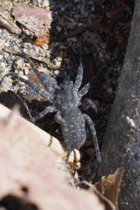 Pardosa wagleri