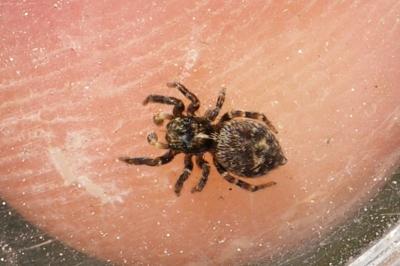 Pseudeuophrys erratica