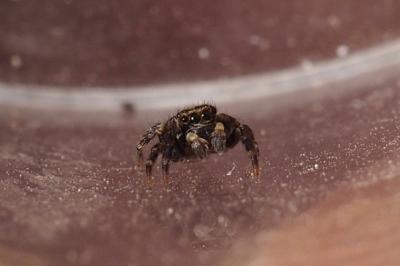 Pseudeuophrys erratica