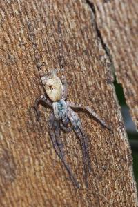 Anyphaena accentuata