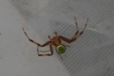 Ebrechtella tricuspidata