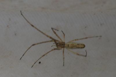Tetragnatha