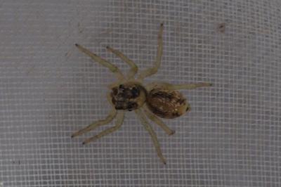 Phintella castriesiana