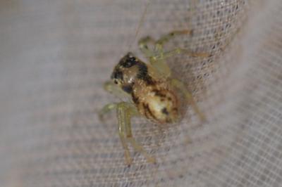 Phintella castriesiana