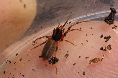 Harpactea hombergi