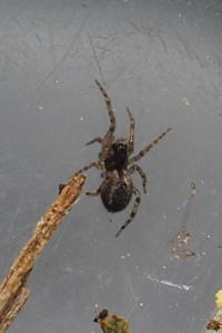 Lathys humilis