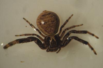 Xysticus kempeleni