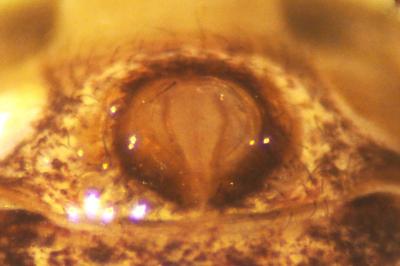 Xysticus kempeleni