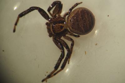 Xysticus kempeleni